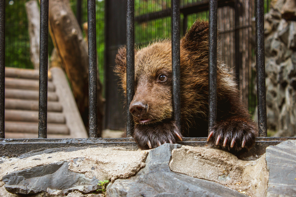 Taiwanul interzice spectacolele cu animalele sălbatice captive